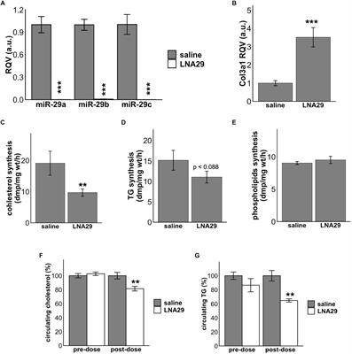 MiR-29 Regulates de novo Lipogenesis in the Liver and Circulating Triglyceride Levels in a Sirt1-Dependent Manner